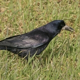 Paprastasis kovas - Corvus frugilegus | Fotografas Gintautas Steiblys