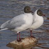 Rudagalviai kirai - Chroicocephalus ridibundus | Fotografas Gintautas Steiblys