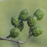 Baltalksnis - Alnus incana, nesubrendę kankorėžėliai | Fotografas Gintautas Steiblys