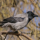 Pilkoji varna - Corvus cornix | Fotografas Gintautas Steiblys