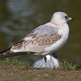 Paprastasis kiras - Larus canus, juv. | Fotografas Gintautas Steiblys