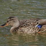 Didžioji antis - Anas platyrhynchos ♀ | Fotografas Gintautas Steiblys