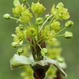 Paprastasis klevas - Acer platanoides | Fotografas Gintautas Steiblys