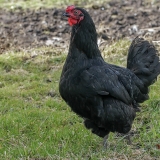 Naminė višta - Gallus gallus var. domesticus ♀ | Fotografas Gintautas Steiblys