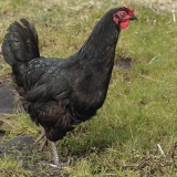 Naminė višta - Gallus gallus var. domesticus ♀ | Fotografas Gintautas Steiblys