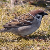 Eurazinis karklažvirblis - Passer montanus | Fotografas Gintautas Steiblys