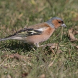 Paprastasis kikilis - Fringilla coelebs ♂ | Fotografas Gintautas Steiblys