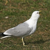 Paprastasis kiras - Larus canus | Fotografas Gintautas Steiblys