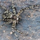 Kamieninis vikrūnas - Philodromus margaritatus | Fotografas Gintautas Steiblys