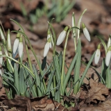 Baltoji snieguolė - Galanthus nivalis | Fotografas Gintautas Steiblys