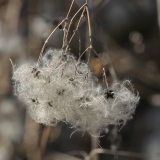 Gelsvoji raganė - Clematis vitalba | Fotografas Gintautas Steiblys