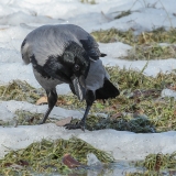 Pilkoji varna - Corvus cornix | Fotografas Gintautas Steiblys