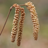 Paprastasis lazdynas - Corylus avellana, vyriškas žiedynas | Fotografas Gintautas Steiblys