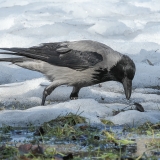 Pilkoji varna - Corvus cornix | Fotografas Gintautas Steiblys