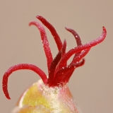 Paprastasis lazdynas - Corylus avellana, moteriškas žiedas | Fotografas Gintautas Steiblys