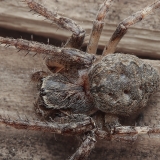 Rudasis vandenvoris - Larinioides ixobolus | Fotografas Gintautas Steiblys