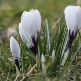 Pavasarinis krokas - Crocus vernus | Fotografas Gintautas Steiblys