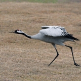 Pilkoji gervė - Grus grus | Fotografas Gintautas Steiblys