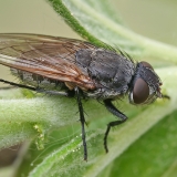 Pilkoji lavonmusė - Pollenia sp. | Fotografas Gintautas Steiblys