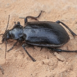 Puikiažygis - Calosoma algiricum | Fotografas Gintautas Steiblys