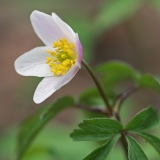 Baltažiedė plukė - Anemonoides nemorosa | Fotografas Gintautas Steiblys