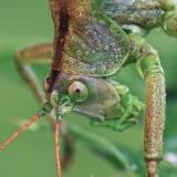 Žiogas giesmininkas - Tettigonia cantans | Fotografas Gintautas Steiblys