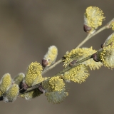 Paprastoji blindė - Salix caprea | Fotografas Gintautas Steiblys