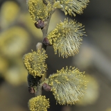 Paprastoji blindė - Salix caprea | Fotografas Gintautas Steiblys