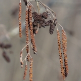 Baltalksnis - Alnus incana, vyriški žirginiai | Fotografas Gintautas Steiblys