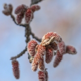 Baltoji tuopa - Populus alba, vyriški žirginiai | Fotografas Gintautas Steiblys