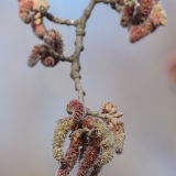 Baltoji tuopa - Populus alba, vyriški žirginiai | Fotografas Gintautas Steiblys