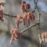 Baltoji tuopa - Populus alba, vyriški žirginiai | Fotografas Gintautas Steiblys