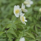 Baltažiedė plukė - Anemonoides nemorosa | Fotografas Gintautas Steiblys