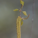 Karpotasis beržas - Betula pendula | Fotografas Gintautas Steiblys