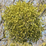 Paprastasis amalas - Viscum album | Fotografas Gintautas Steiblys