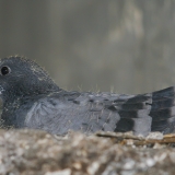 Naminis karvelis - Columba livia var. domestica, juv. | Fotografas Gintautas Steiblys