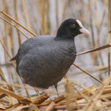 Paprastasis laukys - Fulica atra | Fotografas Gintautas Steiblys