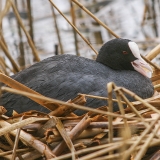 Paprastasis laukys - Fulica atra | Fotografas Gintautas Steiblys