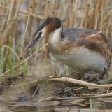 Ausuotasis kragas - Podiceps cristatus | Fotografas Gintautas Steiblys