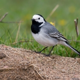 Baltoji kielė - Motacilla alba | Fotografas Gintautas Steiblys
