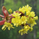 Paprastasis klevas - Acer platanoides | Fotografas Gintautas Steiblys