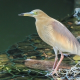 Mangrovinis kūdrinis garnys - Ardeola grayii | Fotografas Gintautas Steiblys