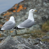 Paprastasis kiras - Larus canus | Fotografas Gintautas Steiblys