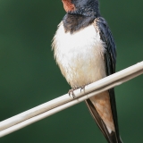 Šelmeninė kregždė - Hirundo rustica | Fotografas Gintautas Steiblys