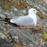 Paprastasis kiras - Larus canus | Fotografas Gintautas Steiblys
