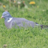 Paprastasis keršulis - Columba palumbus | Fotografas Gintautas Steiblys