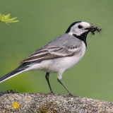 Baltoji kielė - Motacilla alba | Fotografas Gintautas Steiblys