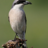 Paprastoji medšarkė - Lanius collurio ♂ | Fotografas Gintautas Steiblys
