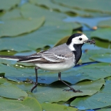 Baltoji kielė - Motacilla alba | Fotografas Gintautas Steiblys