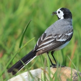Baltoji kielė - Motacilla alba | Fotografas Gintautas Steiblys